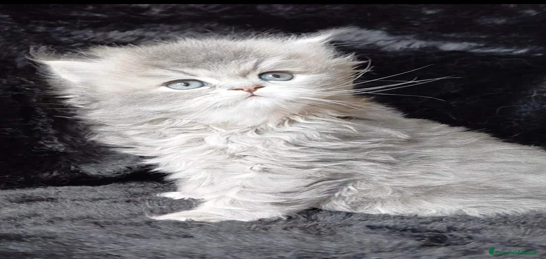 Immagine della galleria {{count}}