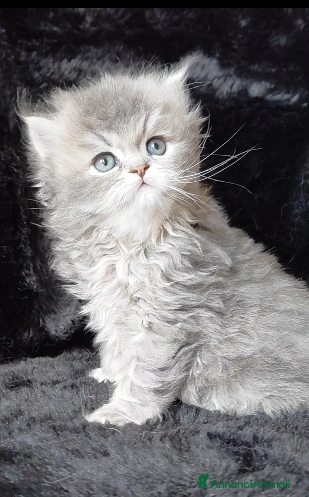 Immagine della galleria {{count}}