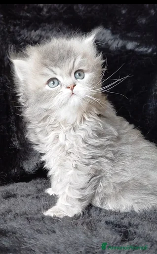 Immagine della galleria {{count}}