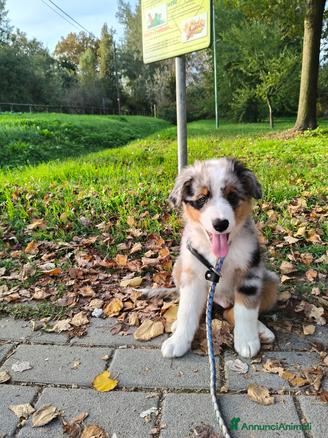 Australian Shepherd cani per accoppiamento: Cane da riproduzione - Annuncio 14