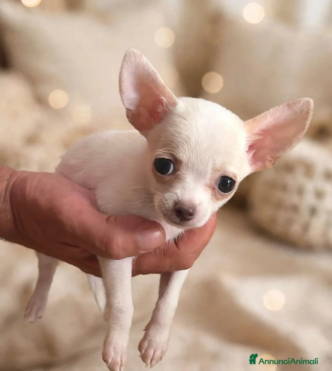 Chihuahua cani in vendita: Cucciolo chihuahua  a Libero consorzio comunale di Ragusa - Annuncio 3
