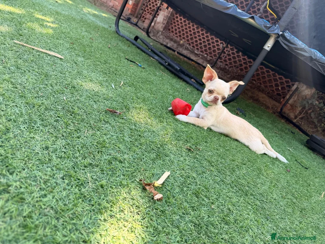 Chihuahua cani in vendita: Vendesi a Città Metropolitana di Torino - Annuncio 11
