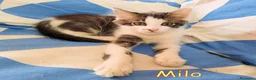 Europeo gatti in regalo: MILO GATTINO DI 4 MESI - Annuncio 6