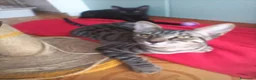 Meticcio gatti in regalo: MICETTI BELLISSIMI CERCANO CASA! - Annuncio 5