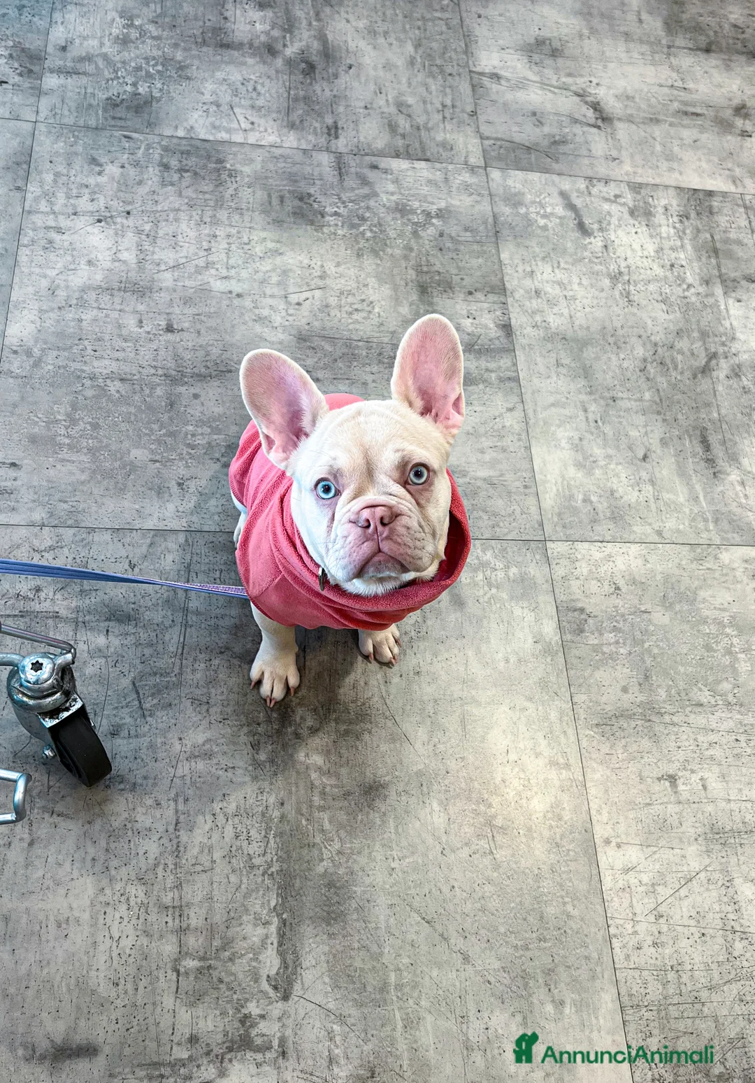 Bulldog Francese cani in vendita: CUCCIOLI DI  BULLDOG FRANCESE total clear a Città metropolitana di Roma Capitale - Annuncio 17