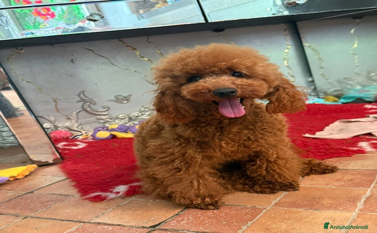 Barboncino cani a Provincia di Savona - Annuncio 5