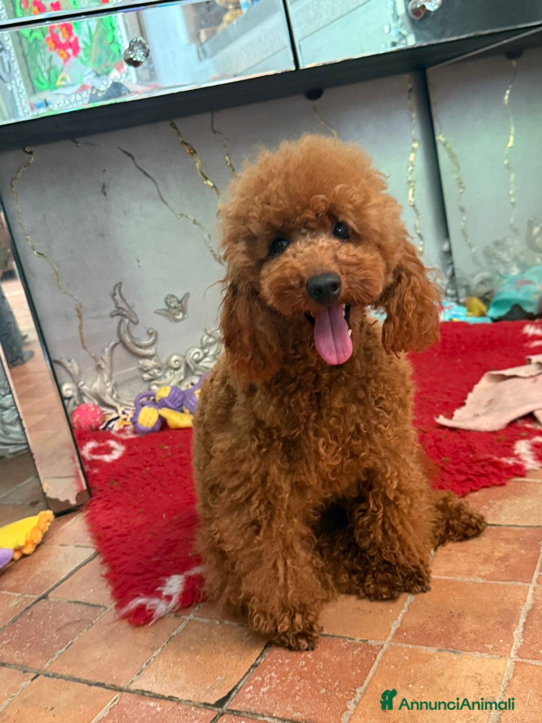 Barboncino cani in vendita: Barboncino Toy al limite con il nano, colore fulvo a Provincia di Savona - Immagine 1