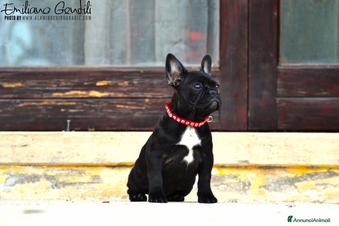 Bulldog Francese cani - Annuncio 5