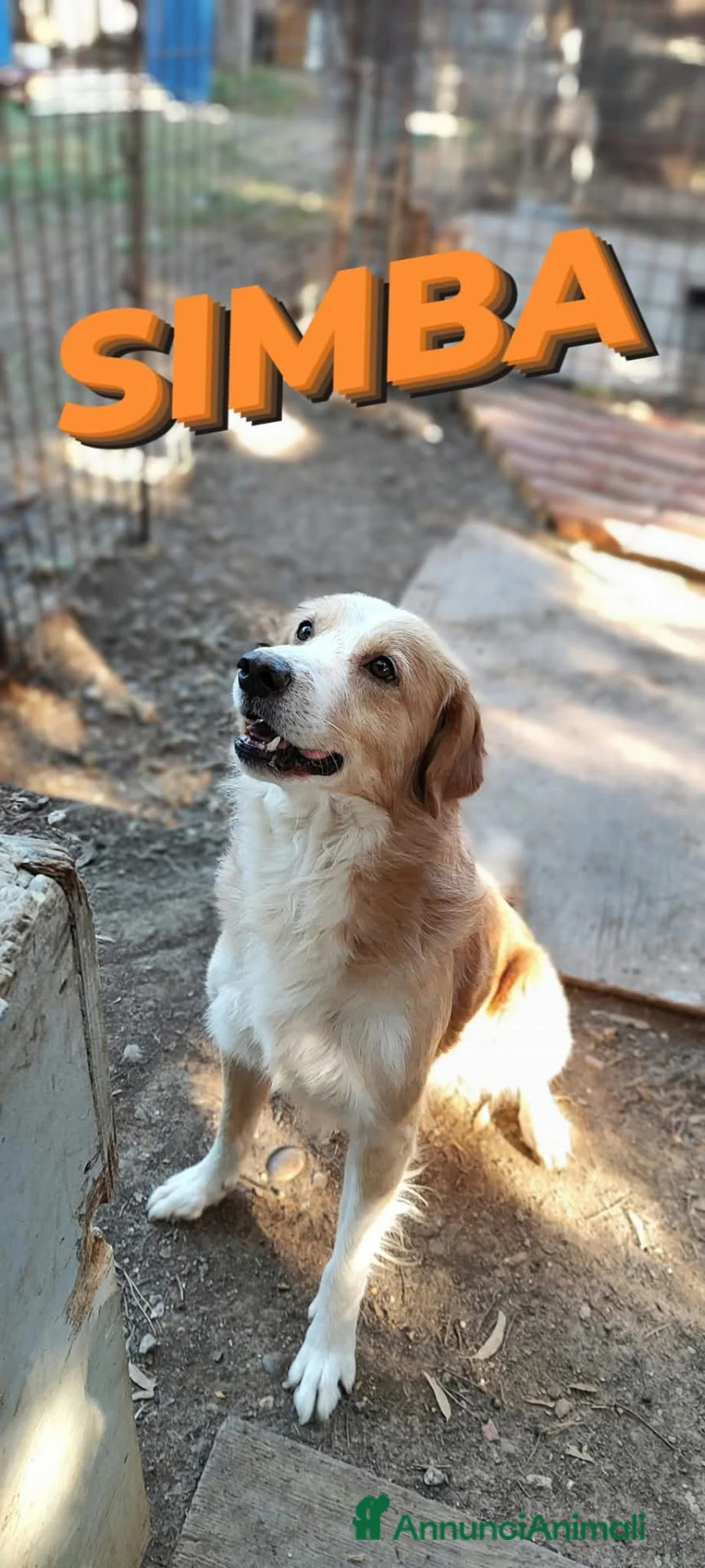 Meticcio cani in regalo: Simba cagnolino spettacolare cerca famiglia a Città metropolitana di Milano - Annuncio 6