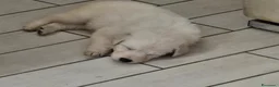 Pastore Svizzero cani in vendita: Cuccioli pastore svizzero bianco - Annuncio 8