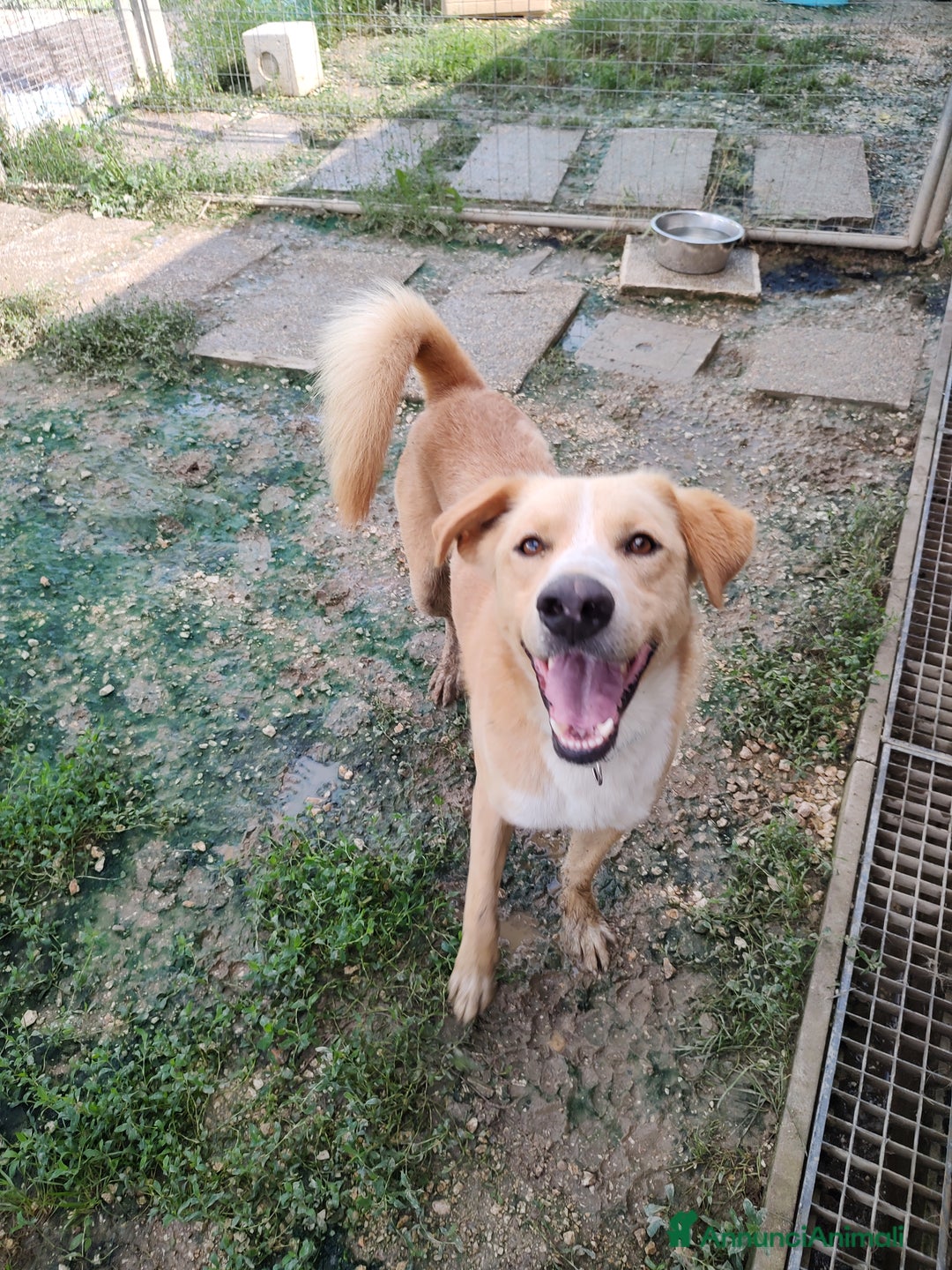 Meticcio cani in regalo: William a Provincia di Treviso - Immagine 6