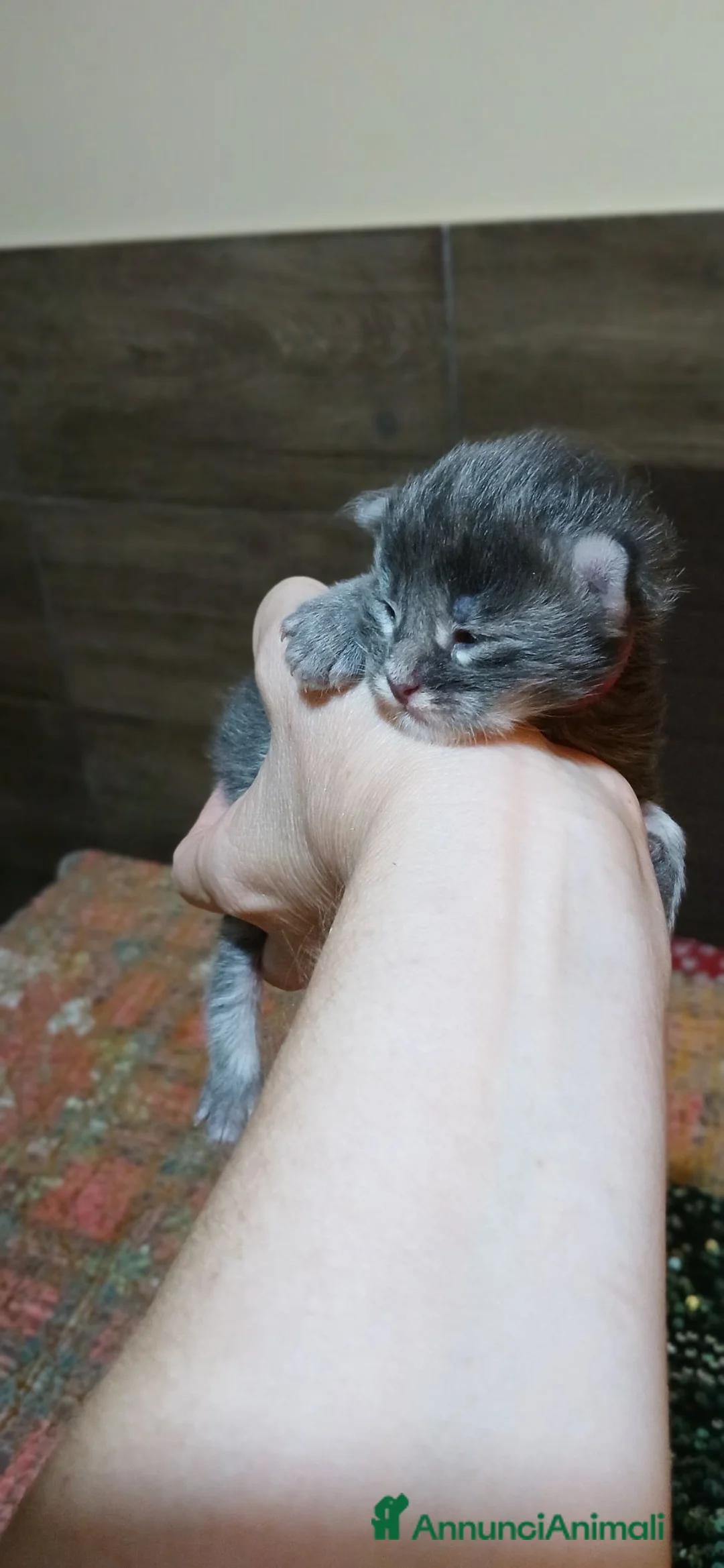Maine Coon gatti in vendita: bimbi  - Annuncio 5