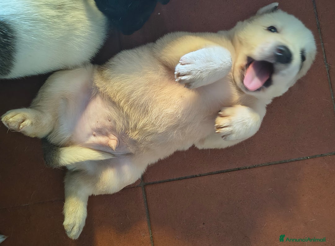 Pastore Asia Centrale cani in vendita: Cuccioli di pastore dell'Asia centrale Alabai - Annuncio 3