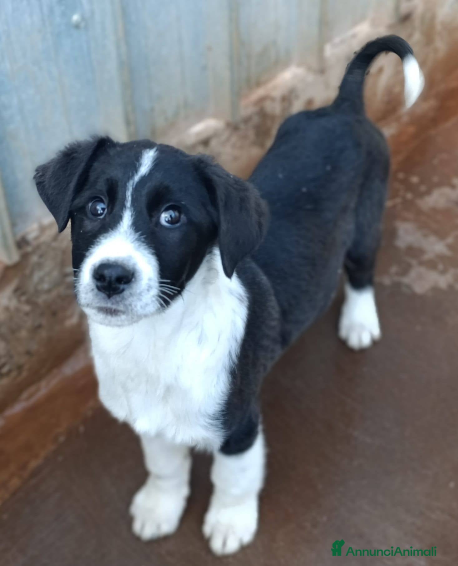 Meticcio cani Cuccioli tg medio grande bellissimi - Annuncio 1