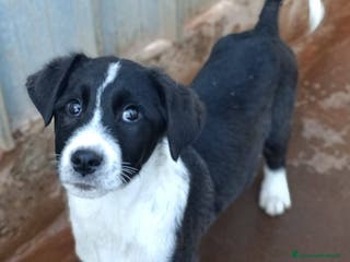 Meticcio cani Cuccioli tg medio grande bellissimi - Annuncio 21