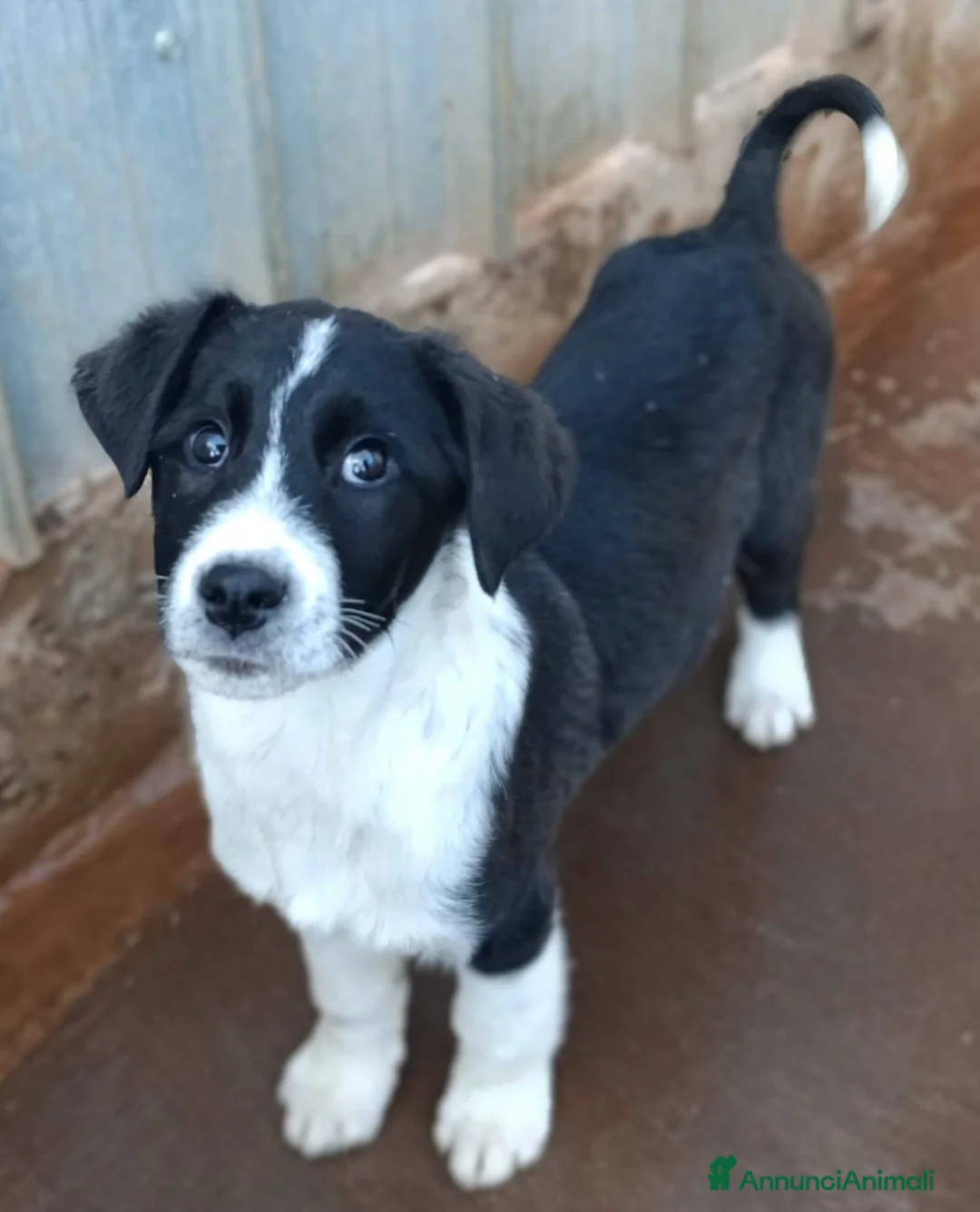 Meticcio cani in regalo: Cuccioli tg medio grande bellissimi - Annuncio 1