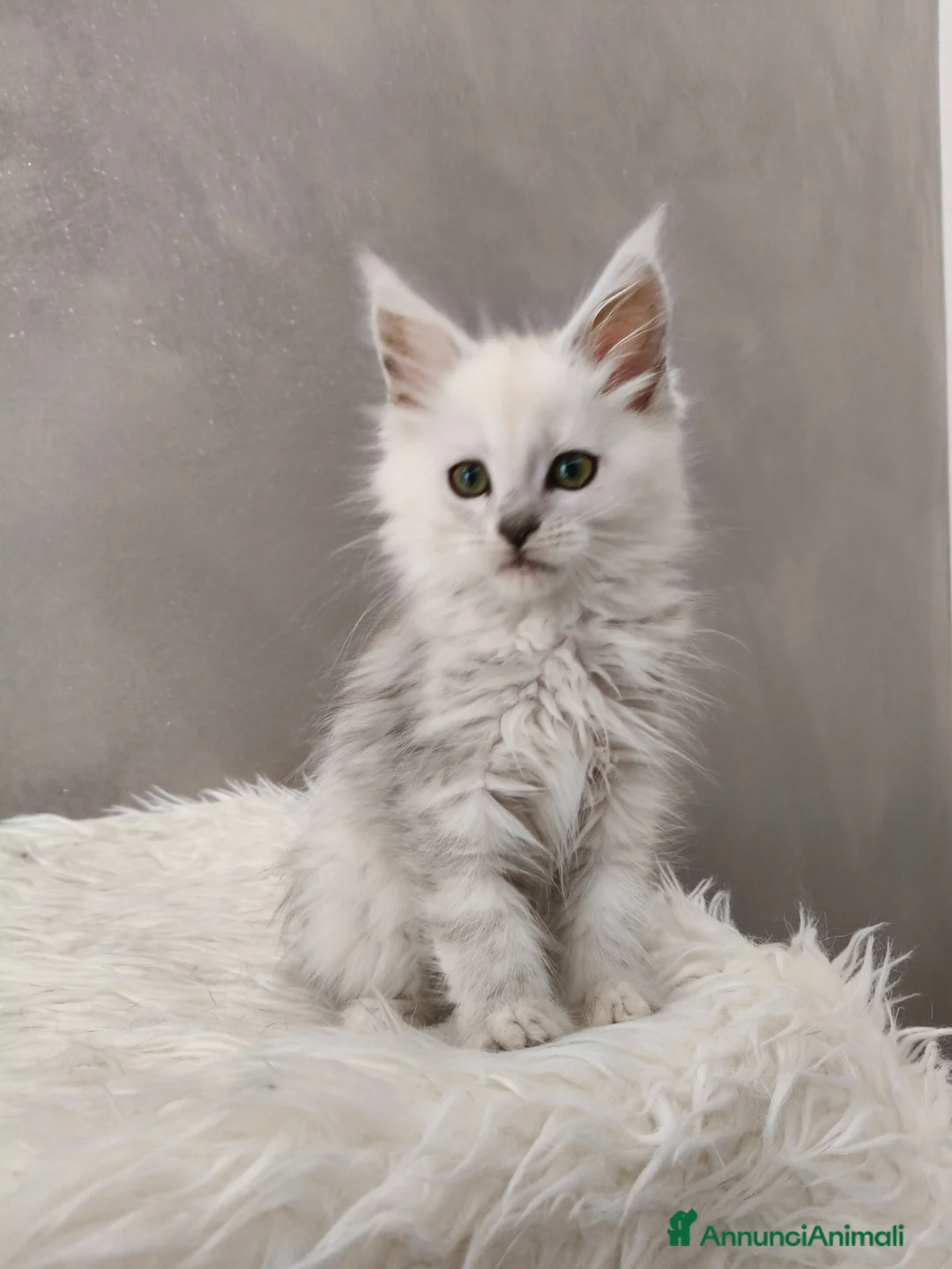 Maine Coon gatti in vendita: Cucciola Maine Coon shaded  - Annuncio 2