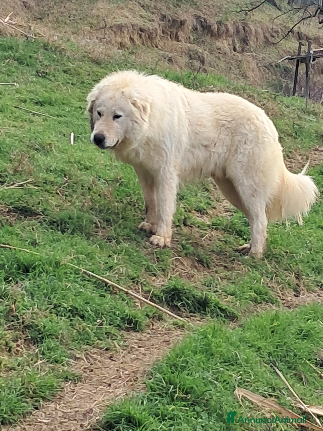 Pastore Maremmano cani in vendita: cuccioli di pastore Abruzzese  - Annuncio 12