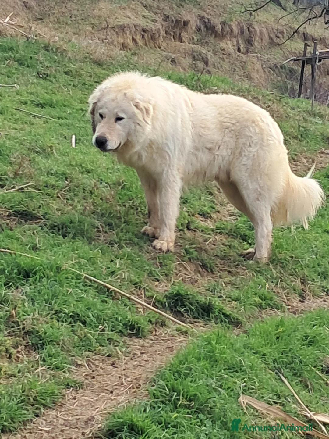 Pastore Maremmano cani in vendita: cuccioli di pastore Abruzzese  - Annuncio 12