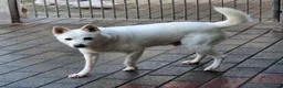 Meticcio cani in regalo: FOX CERCA PERSONA PAZIENTE - Annuncio 4
