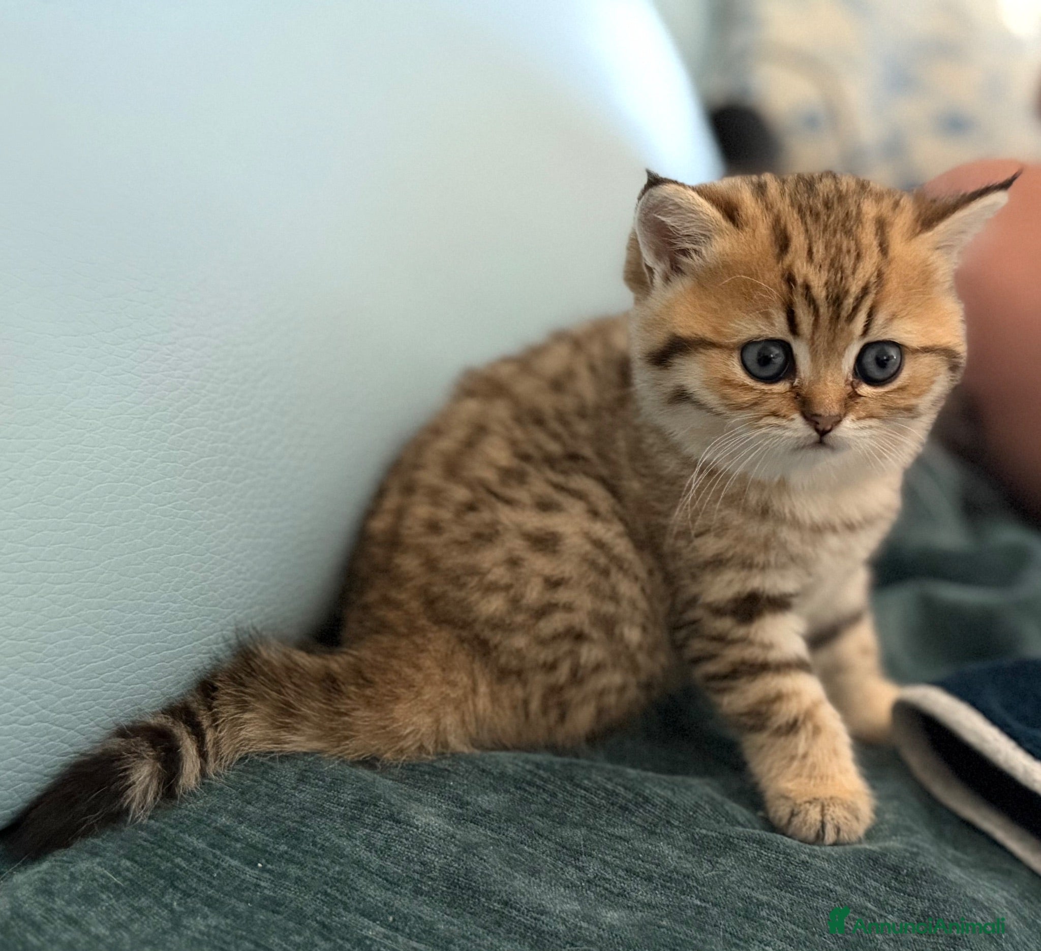 Scottish gatti Scottish fold&straihgt - Annuncio 2