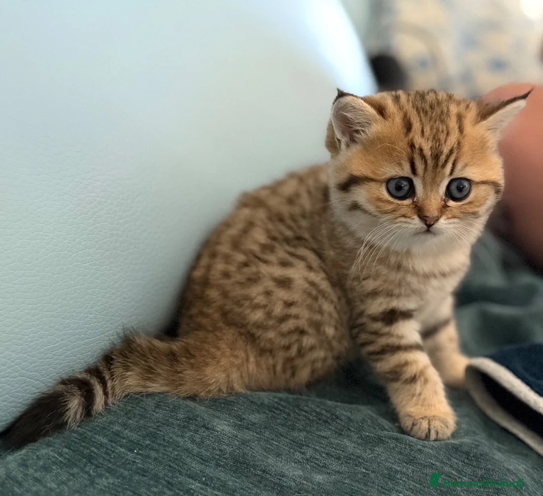 Scottish gatti in vendita: Scottish fold&straihgt - Annuncio 2