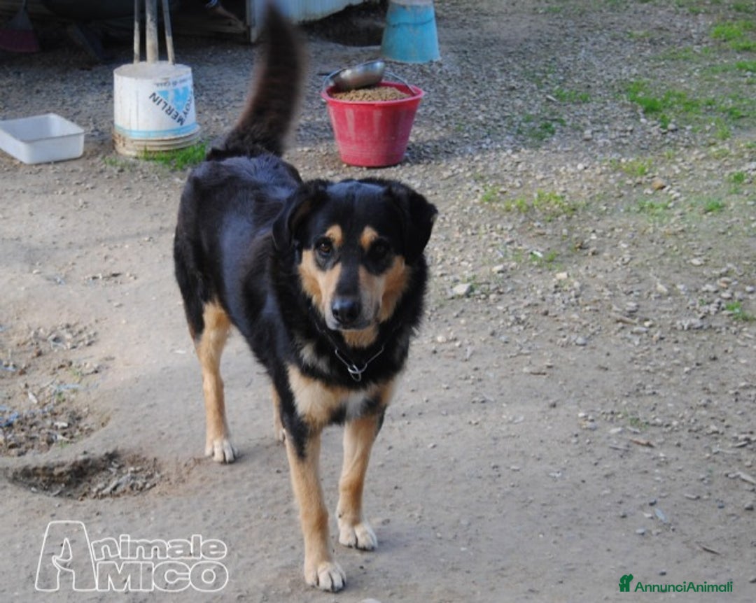 Meticcio cani in regalo: Mix Pastore entrato in canile a 3mesi anni fa HELP a Milano - Annuncio 2