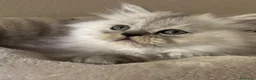 Persiano gatti in vendita: Gattini cuppioli persiano - Annuncio 7