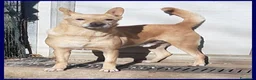 Meticcio cani in regalo: EDDY bravo e tranquillo! 15kg - Annuncio 2