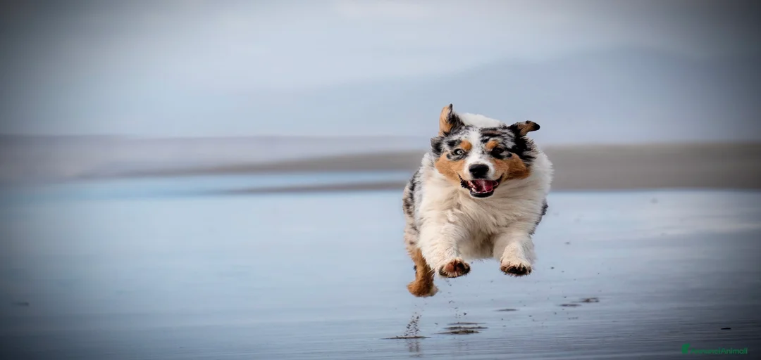 Immagine della galleria {{count}}