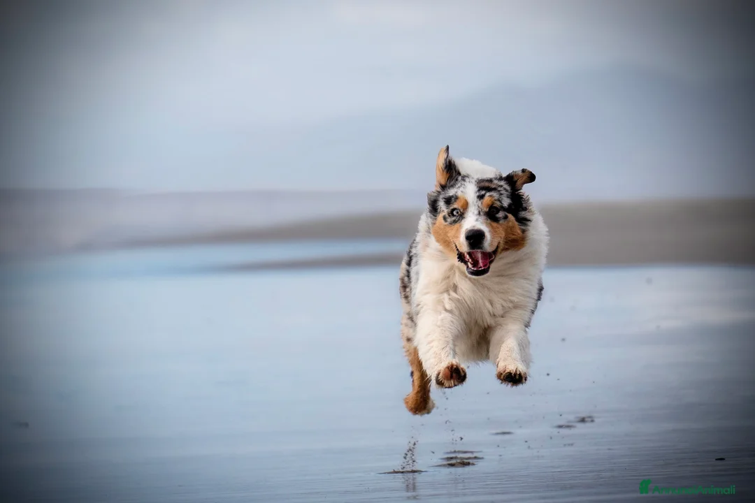 Immagine della galleria {{count}}