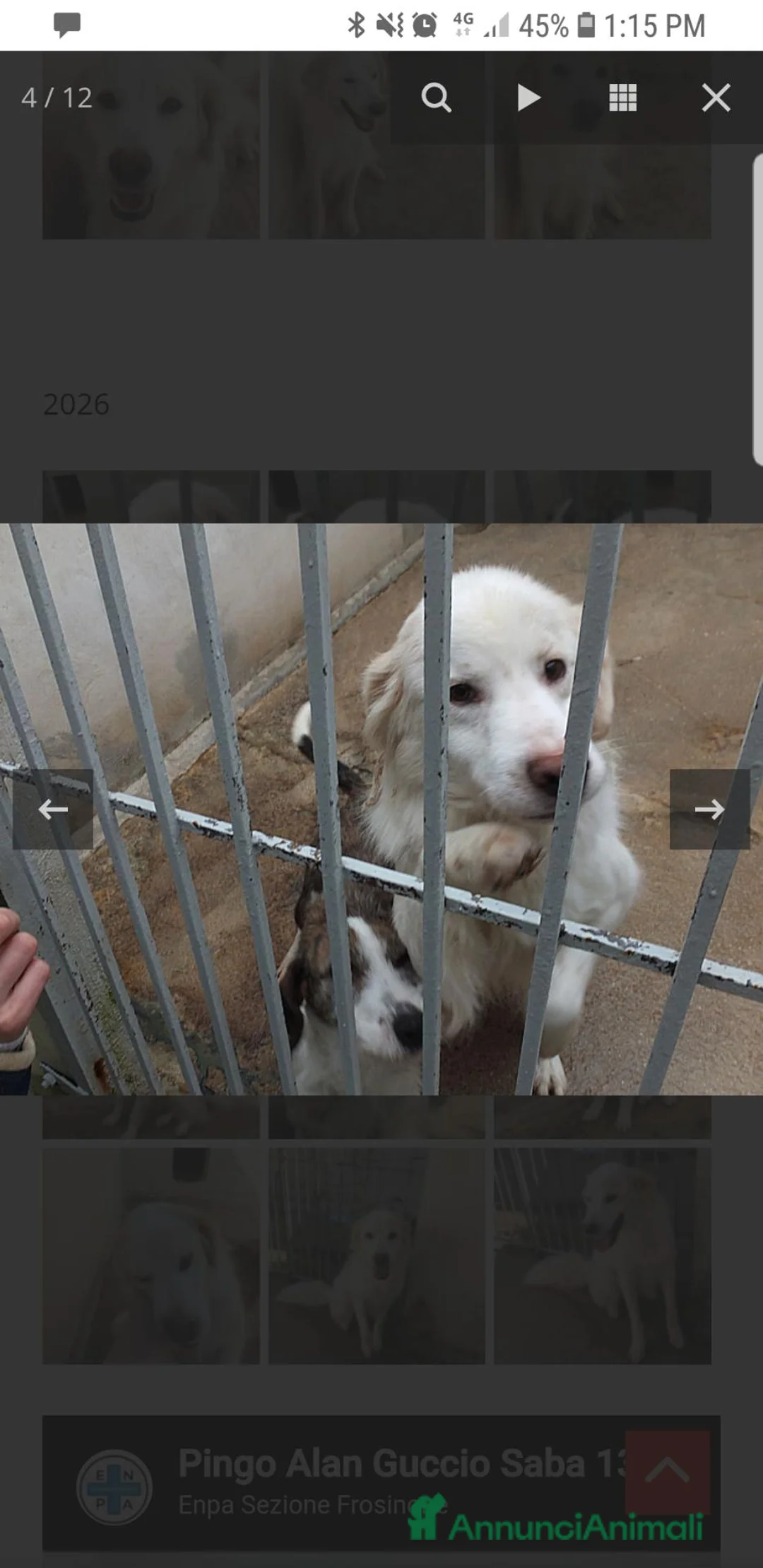 Meticcio cani in regalo: ALAN, INCROCIO SETTER- GOLDEN DI 3 ANNI E MEZZO - Annuncio 2