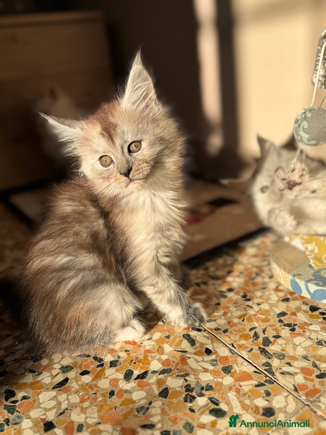 Maine Coon gatti in vendita: Cucciola di Maine Coon - Ped. AFSI - Annuncio 6