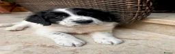 Meticcio cani in regalo: ADOTTA UN CUCCIOLO  a Provincia di Reggio Emilia - Annuncio 2
