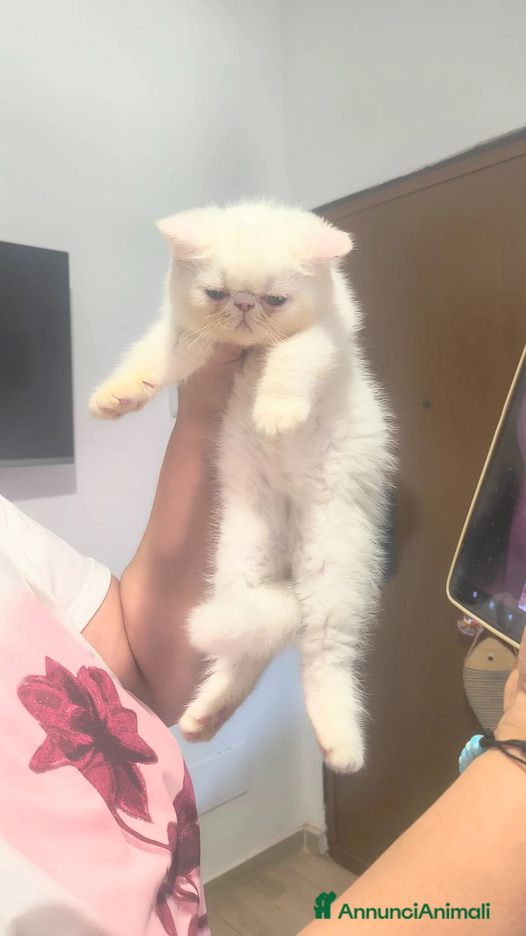 Persiano gatti in vendita: Gatto Persiano Exotic  - Annuncio 2