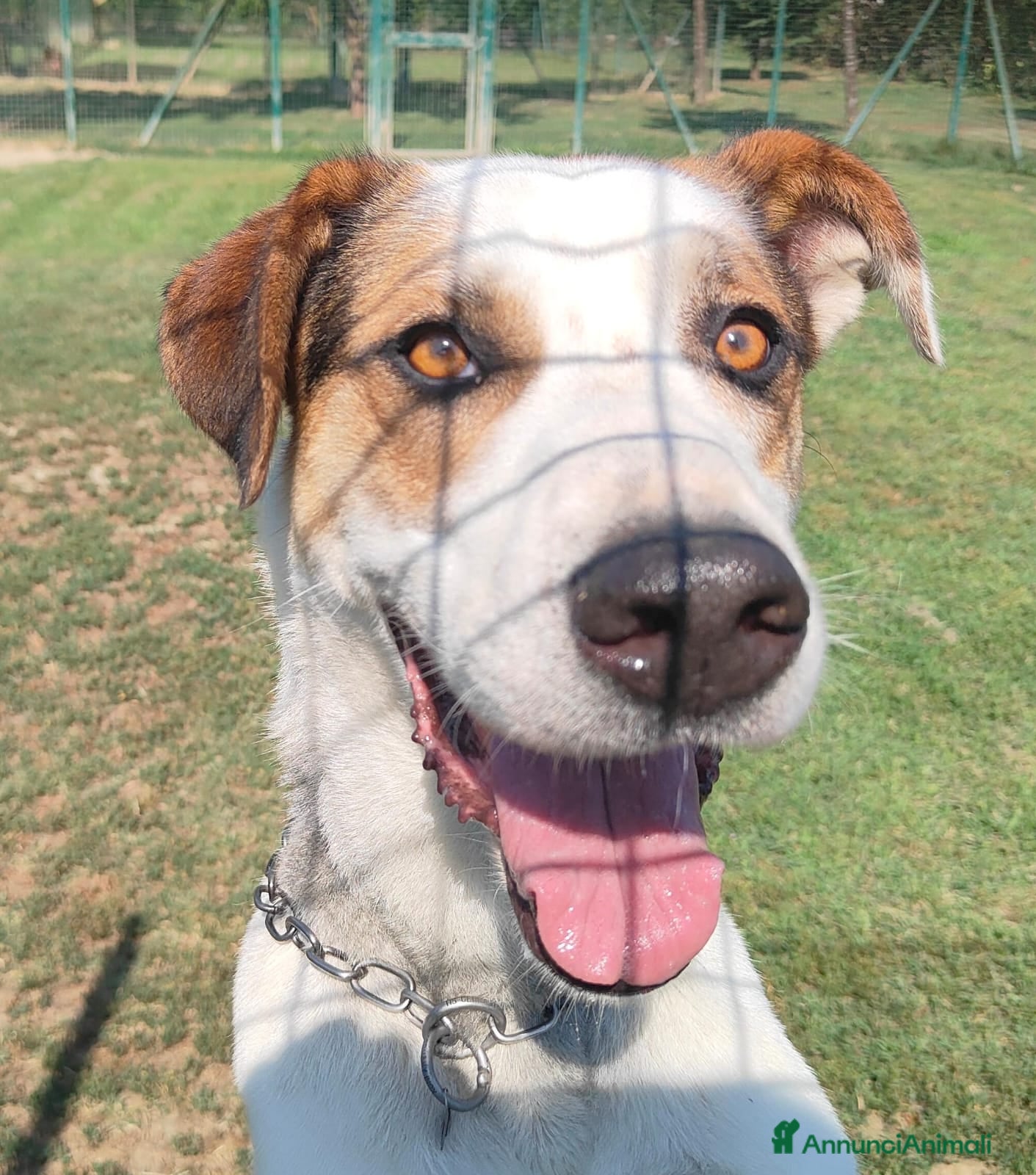 Meticcio cani in regalo: Ciccio cerca casa 🏡  - Annuncio 1