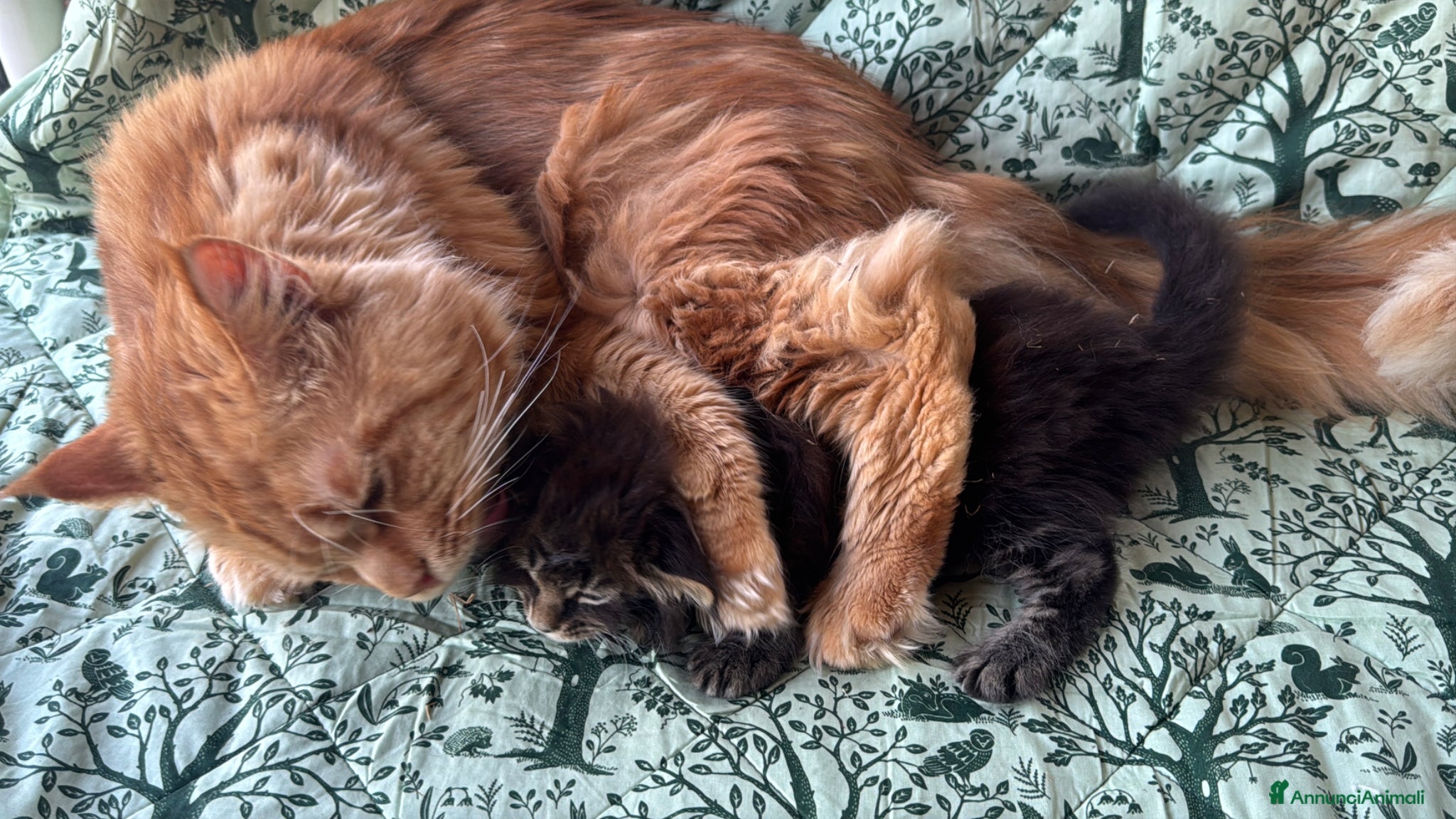 Maine Coon gatti in vendita: Cucciolo maine coon castano bellissimo  - Annuncio 12