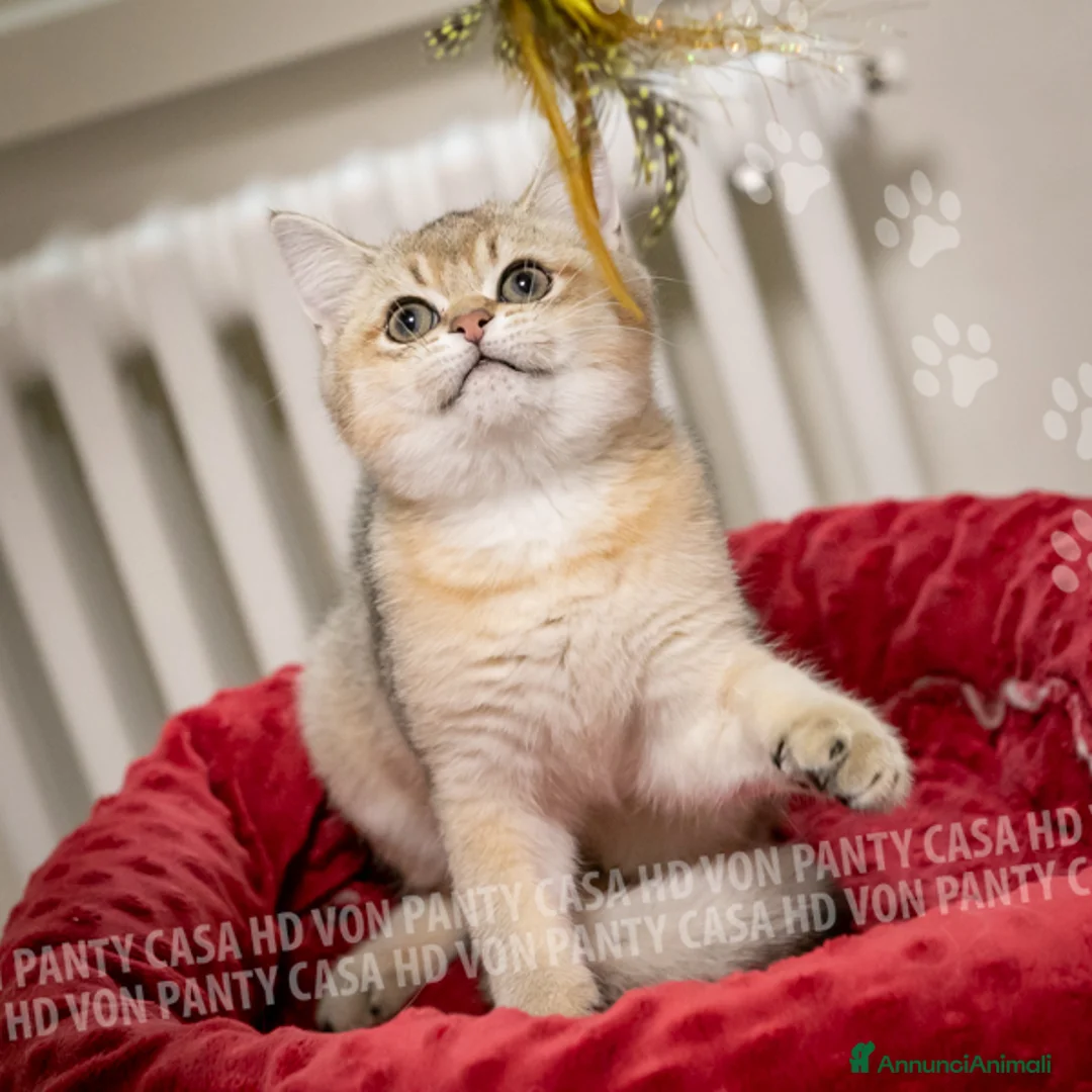 British gatti in vendita: Cuccioli British Shorthair  - Annuncio 2