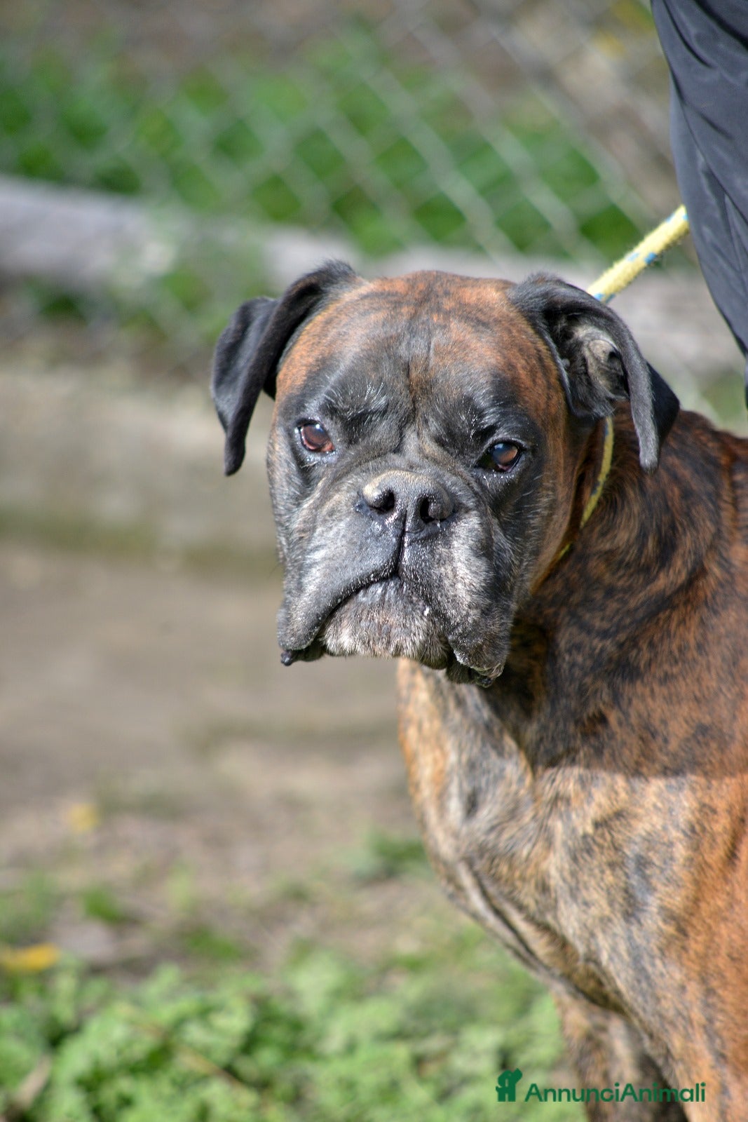 Boxer cani IL SIMPATICO VITO HA BISOGNO DI UNA FAMIGLIA - Annuncio 2