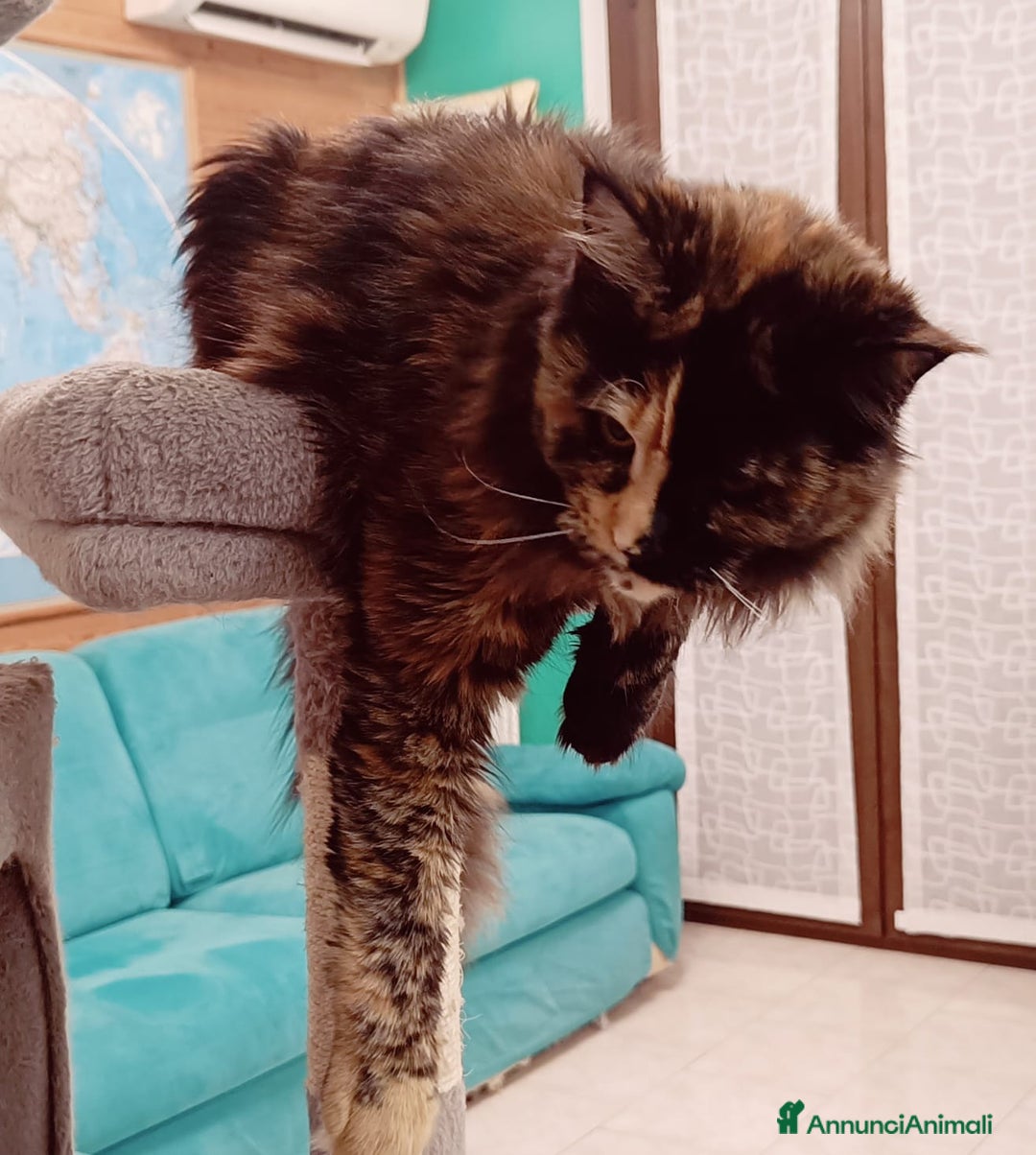 Maine Coon gatti in vendita: Cucciola Maine Coon pedigree ANFI  - Annuncio 5