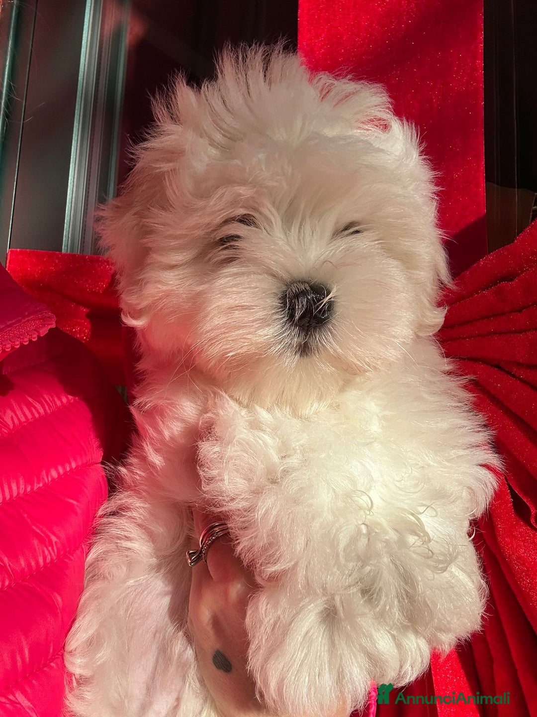 Maltese cani in vendita: Cuccioli di maltese con pedigree ENCI  - Annuncio 17