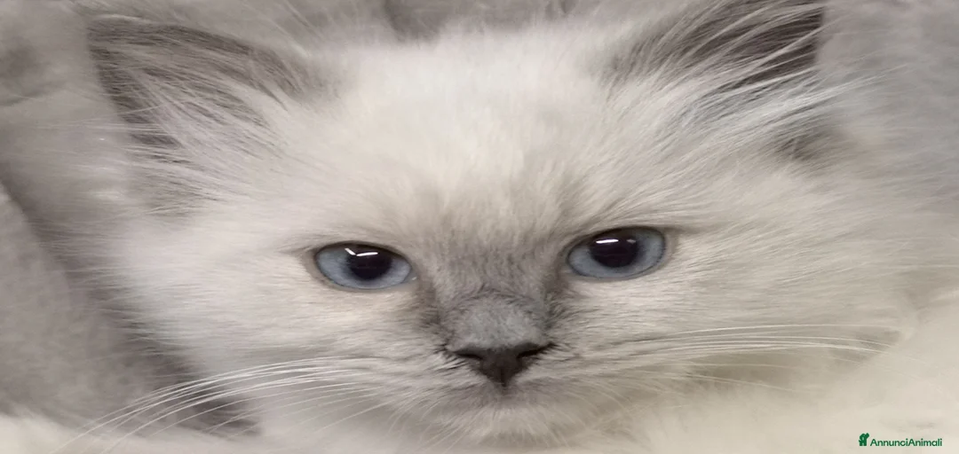 Immagine della galleria {{count}}