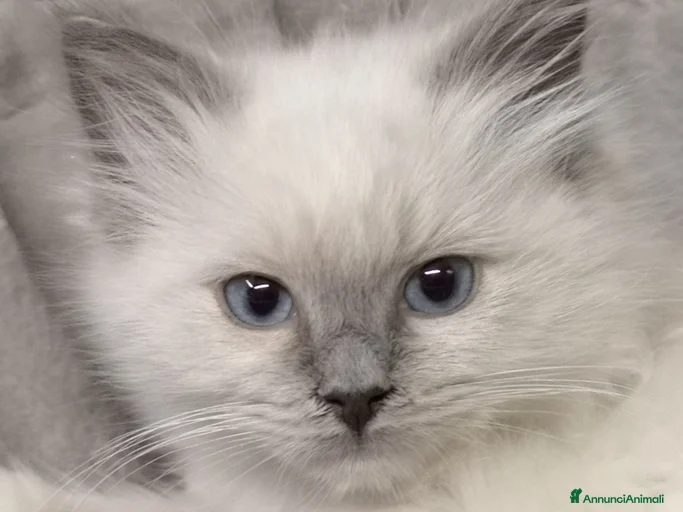 Immagine della galleria {{count}}