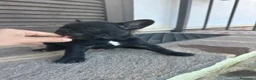 Bulldog Francese cani in vendita: bulldog francese nero tigrato  - Annuncio 8