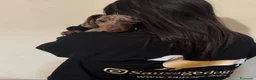 Bassotto cani in vendita: Bassotti Nani - Annuncio 7