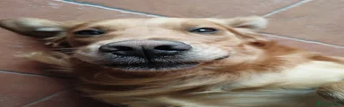 Golden Retriever 6