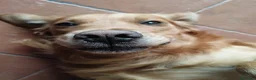 Golden Retriever cani in vendita: Cuccioli golden line inglese  - Annuncio 3