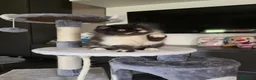 Persiano gatti in vendita: Cuccioli persiani  - Annuncio 4
