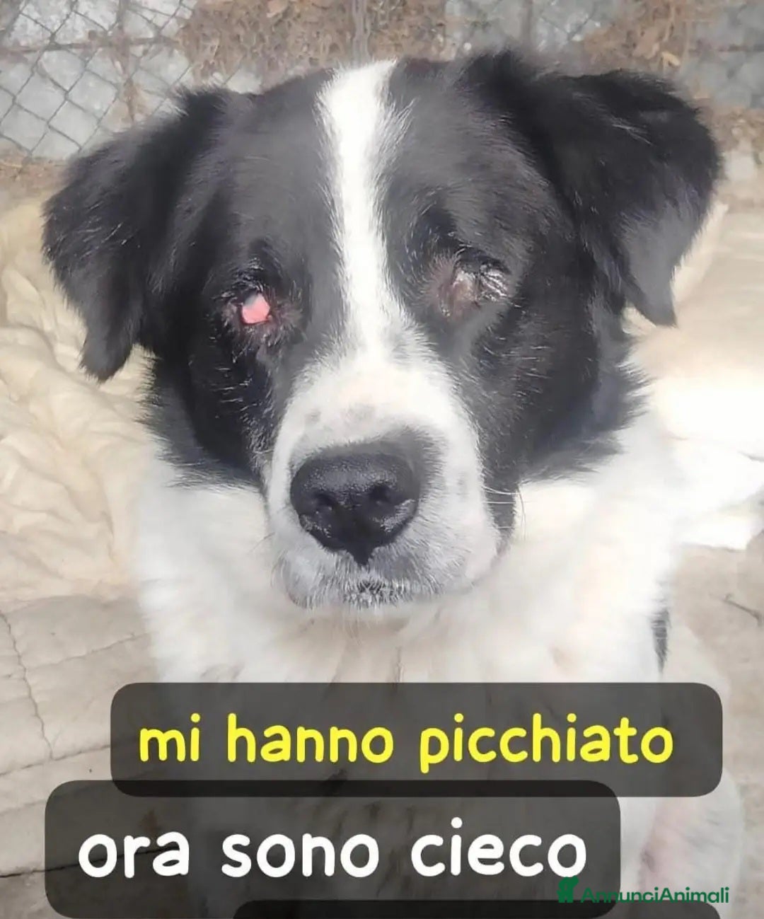 Meticcio cani Andrea 4anni CIECO X LE BOTTE! LAZIO SOS  - Annuncio 2
