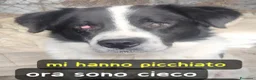 Meticcio cani in regalo: Andrea 4anni CIECO X LE BOTTE! LAZIO SOS  - Annuncio 1